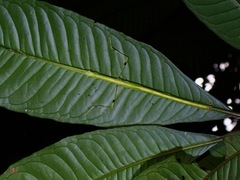 Anarchodes annulipes