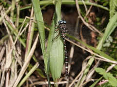 Austroaeschna christine