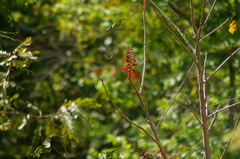 Erythrina americana