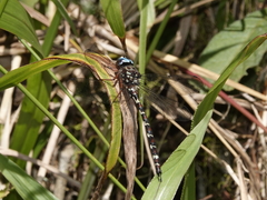 Austroaeschna christine