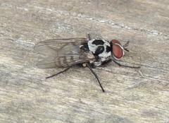 Anthomyia pluvialis