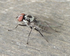 Anthomyia pluvialis