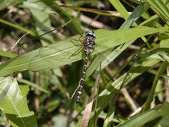 Austroaeschna christine