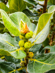 Ficus glumosa