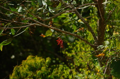 Erythrina americana