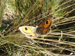 Argyrophenga antipodum