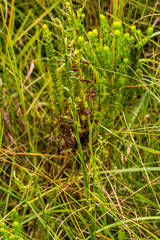 Habenaria filicornis