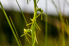 Habenaria filicornis