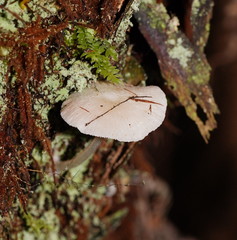 Entoloma albidosimulans