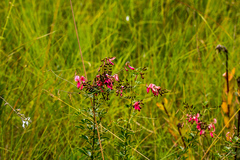 Indigofera tristis