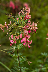 Indigofera tristis