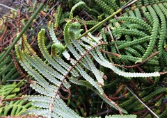 Gleichenia rupestris