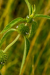 Leucas martinicensis