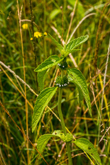 Leucas martinicensis