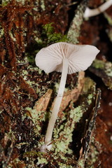 Entoloma albidosimulans