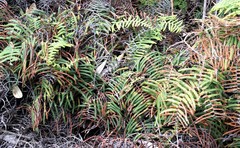 Gleichenia rupestris
