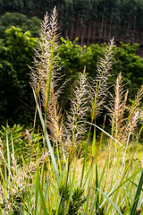 Miscanthus ecklonii