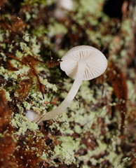 Entoloma albidosimulans