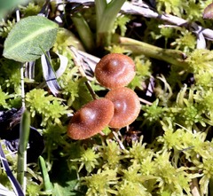 Galerina tibiicystis