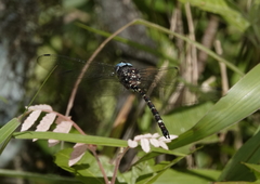 Austroaeschna christine