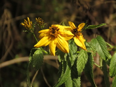 Bidens rubifolia