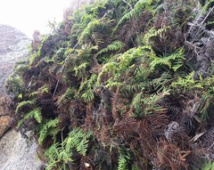 Gleichenia rupestris