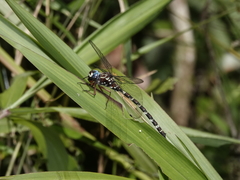Austroaeschna christine