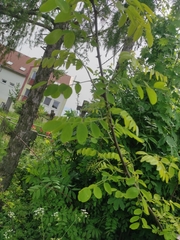 Robinia pseudoacacia