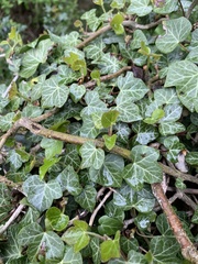 Hedera helix