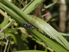 Austroaeschna christine