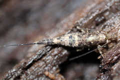 Pedetontus submutans