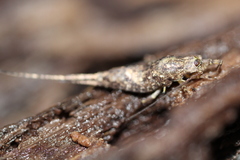 Pedetontus submutans