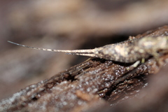 Pedetontus submutans