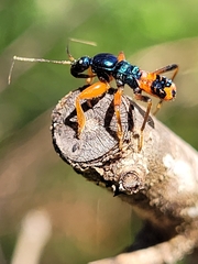Ectomocoris patricius