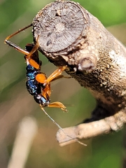 Ectomocoris patricius