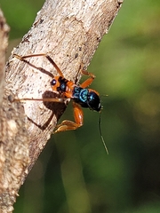 Ectomocoris patricius