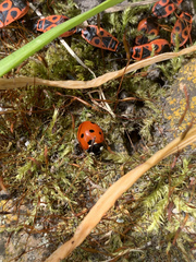 Coccinella septempunctata
