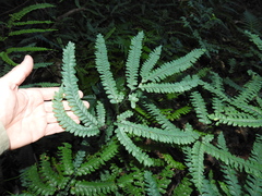 Adiantum silvaticum