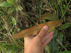 Elaphoglossum cuspidatum