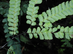 Adiantum silvaticum