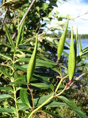 Asclepias incarnata incarnata