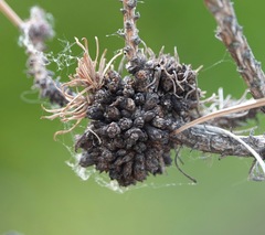 Pseudomonas