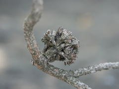 Pseudomonas