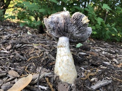 Fungi