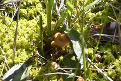 Galerina tibiicystis