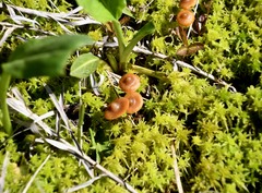 Galerina tibiicystis