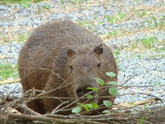 Hydrochoerus hydrochaeris