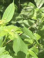 Calopteryx splendens