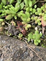 Pyrrhocoris apterus