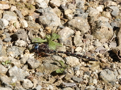 Austroaeschna christine